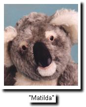 matilda the Koala